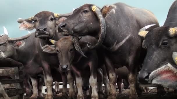 Swamp Buffalo Typical South Kalimantan Indonesia River Swamp Find Food — Αρχείο Βίντεο