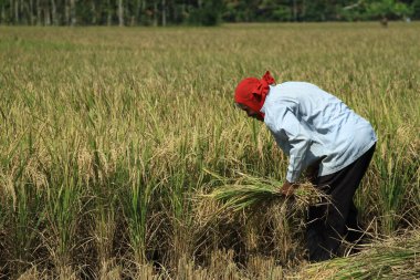 Magelang, Indonesia - June 21, 2011 : The enthusiasm of farmers to process rice after harvest with satisfactory results.