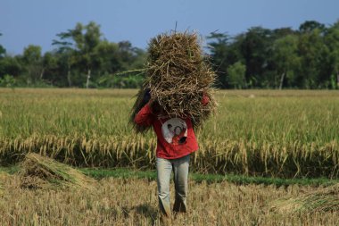 Magelang, Indonesia - June 21, 2011 : The enthusiasm of farmers to process rice after harvest with satisfactory results.
