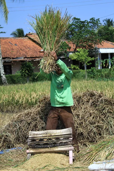 Magelang Indonesia June 2011 Rice Farmers Use Manual Methods Process — Stock fotografie