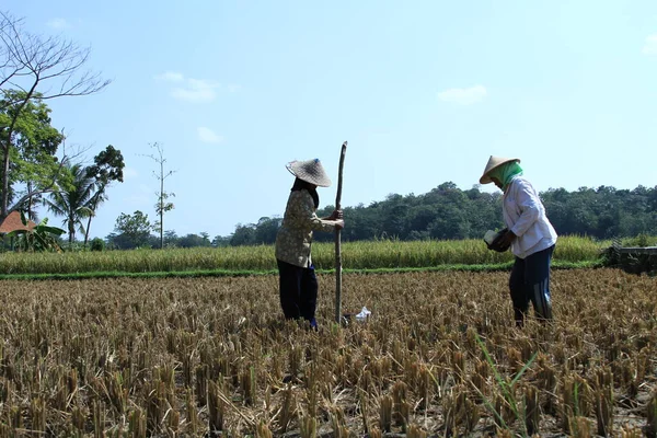 Magelang Indonesia June 2011 Rice Farmers Planting Seeds Paddy Fields — Stok Foto