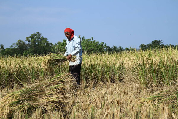 Magelang, Indonesia - June 21, 2011 : The enthusiasm of farmers to process rice after harvest with satisfactory results.