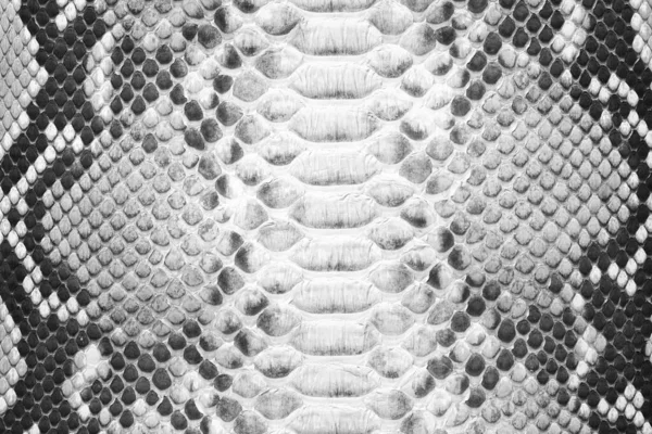 Zwart Wit Slangenhuid Textuur Lederen Ondergrond Stockfoto