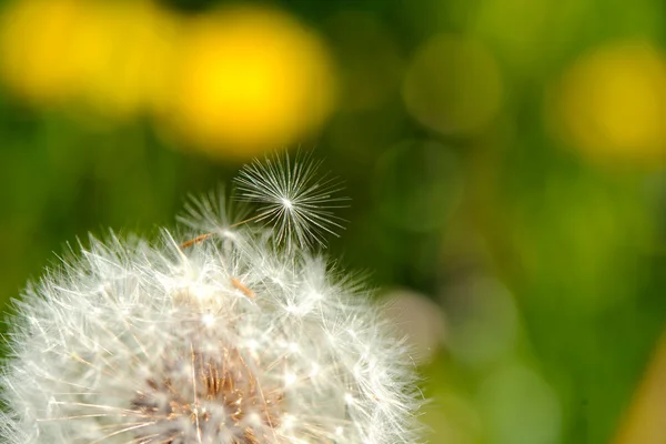 Diente de león de cerca . — Foto de Stock