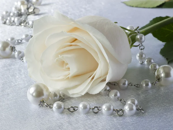 白玫瑰和珠 — 图库照片