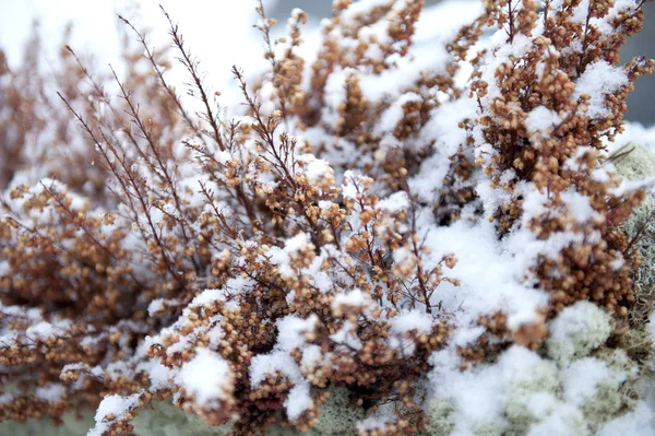 Torr växt i vinter närbild — Stockfoto