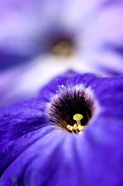 Petunya çiçek portre