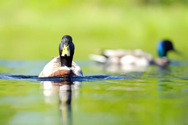 Gölde bir güneşli bir yaz günü ördek