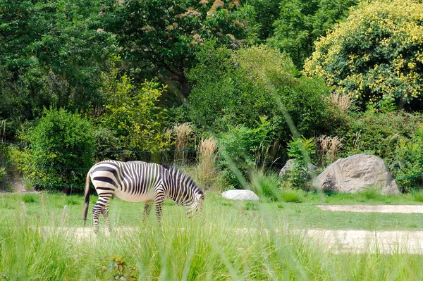Zebra hayvanat bahçesinde