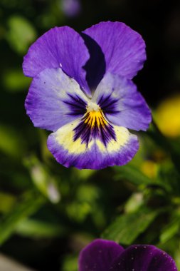 Hercai Menekşe portre