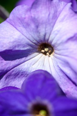 Petunya çiçek portre