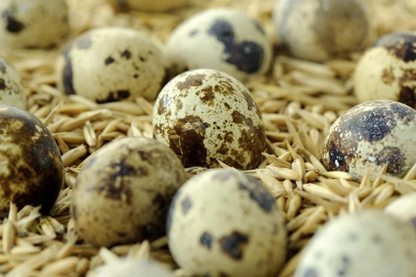Quail eggs in a basket — Stock Photo, Image