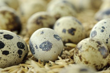 Sepette bıldırcın yumurtası