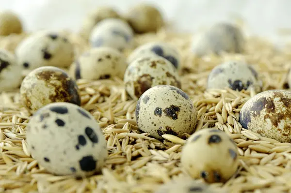 Quail eggs in a basket — Stock Photo, Image