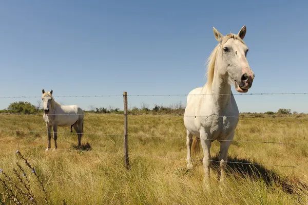 White Horse (Camargue, France) — Stock Photo, Image