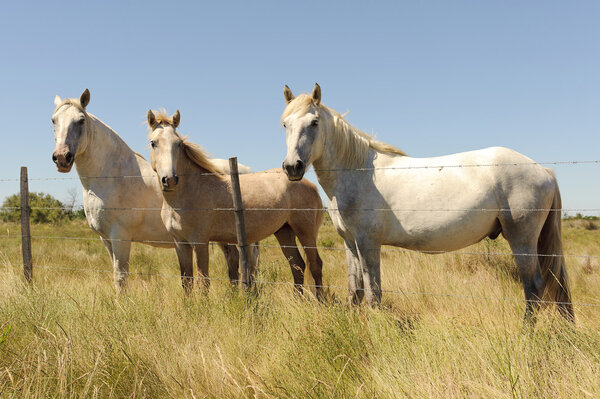 White Horse (Camargue, France)