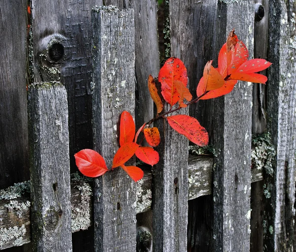Branche Aronia sur une clôture en bois — Photo