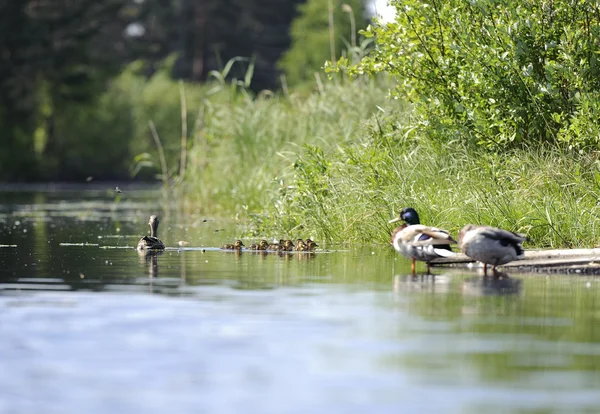 Ducks swimming in the pond — Stock Photo, Image