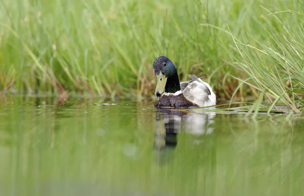 Duck swimming in the pond — Stock Photo, Image