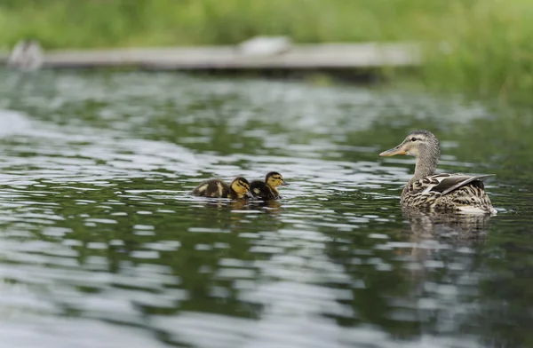 Ducks swimming in the pond — Stock Photo, Image