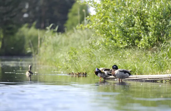 Ducks swimming in the pond — Stock Photo, Image