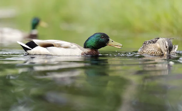 Ördekler gölette yüzüyor.