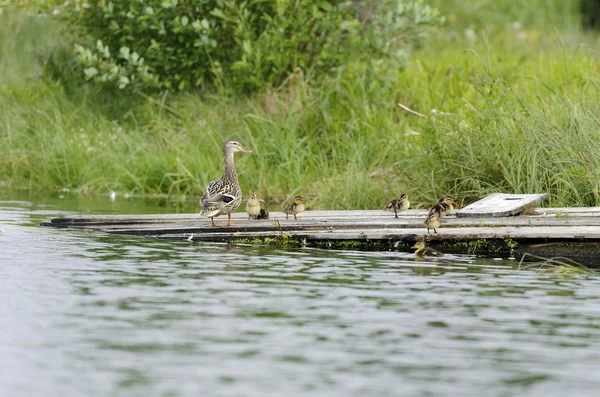 Ducks on a raft in the pond — Stock Photo, Image