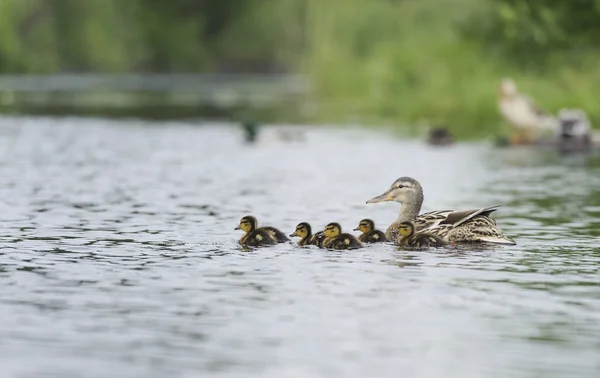 Ducks swimming in the pond — Stock Photo, Image