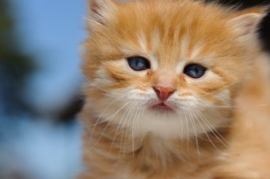 Kırmızı kedi dışarıda oynarken