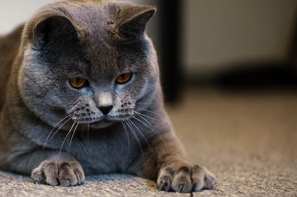 Порода кошек British Shorthair Blue — стоковое фото