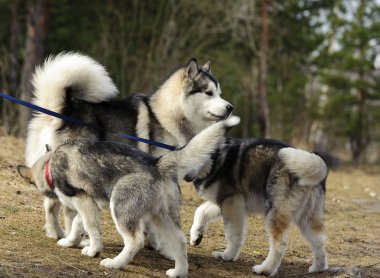 güzel husky dışında oynarken
