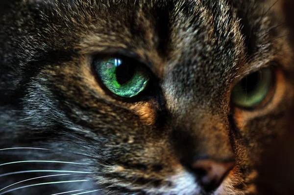 Portrét krásné kočky — Stock fotografie