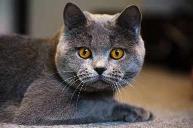 kedi doğurmak Britanya ile ilgili stenografi mavi