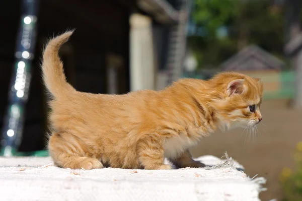 Красный котенок играет на открытом воздухе — стоковое фото