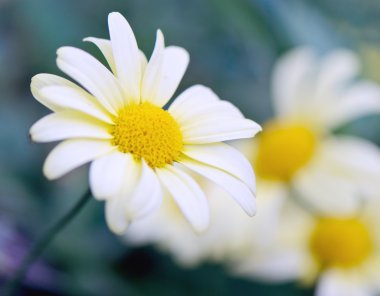 mavi zemin üzerine dışında papatya