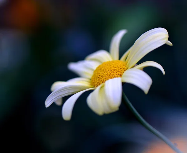 在蓝色背景上外洋甘菊 — 图库照片