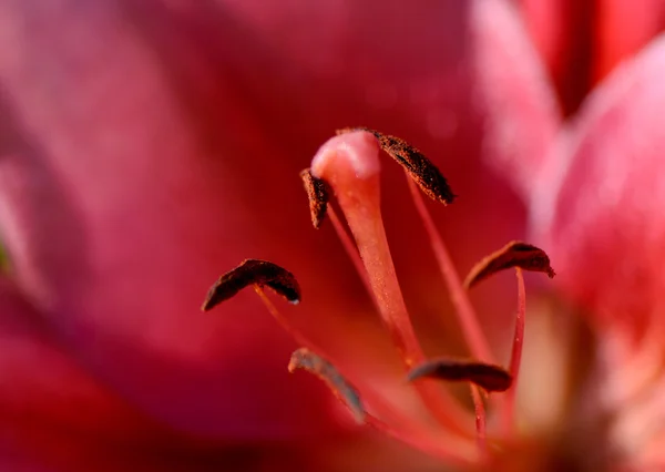 Primer plano lirio rosa — Foto de Stock