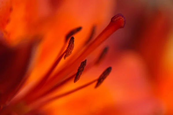 Lírio laranja close-up — Fotografia de Stock