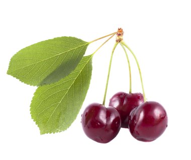 beyaz zemin üzerine yeşil yaprak ile üç kiraz