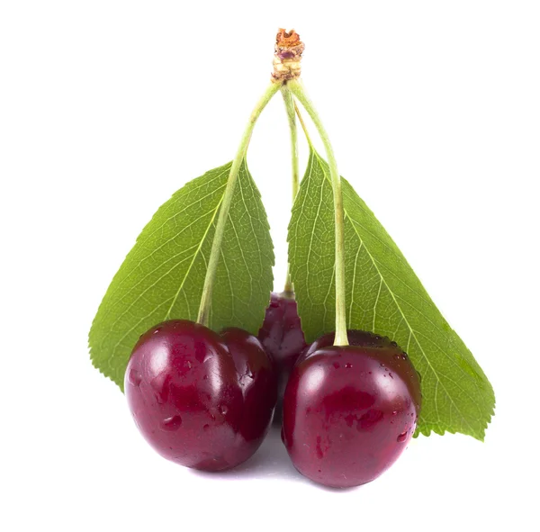 Trois cerises à feuilles vertes sur fond blanc — Photo