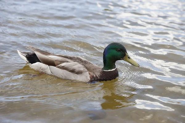 Ente auf dem See — Stockfoto