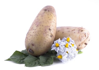 yaprakları ve beyaz arka plan üzerinde izole çiçeklerle yeni patates