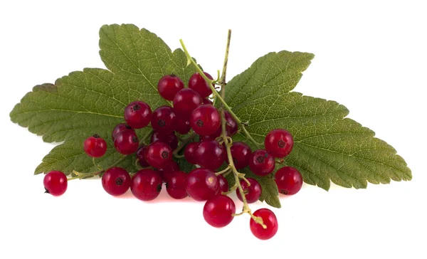 Red currant berries with green leaves, isolated on white background — Stock Photo, Image