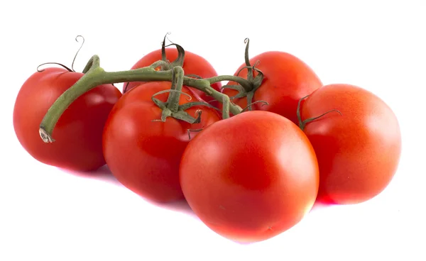 Ramo de tomate vermelho maduro sobre fundo branco — Fotografia de Stock