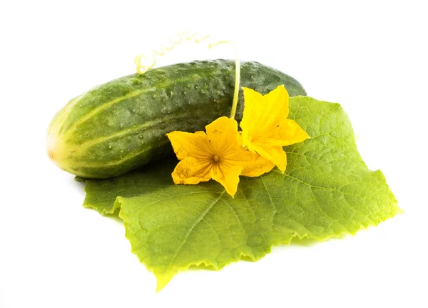 Fresh cucumber with yellow flowers lying on a green leaf, isolated on a white background — Stock Photo, Image