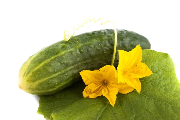 Fresh cucumber with yellow flowers lying on a green leaf, isolated on a white background — Stock Photo, Image