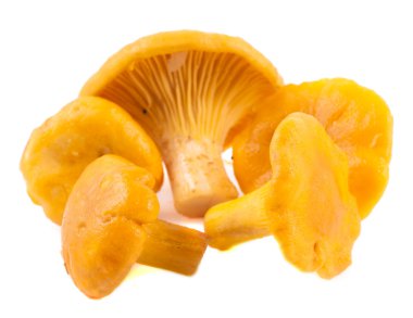 Beyaz arka planda izole Chanterelle mantarları