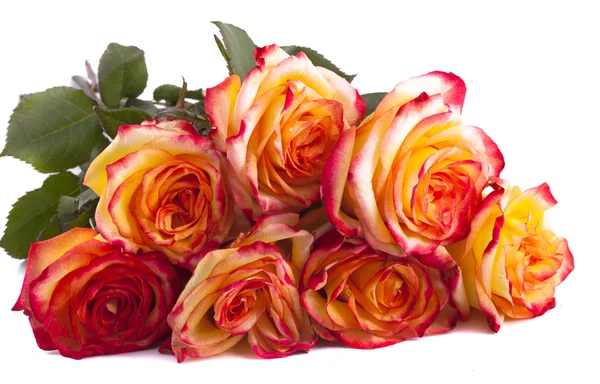 Bouquet of roses on a white background — Stock Photo, Image