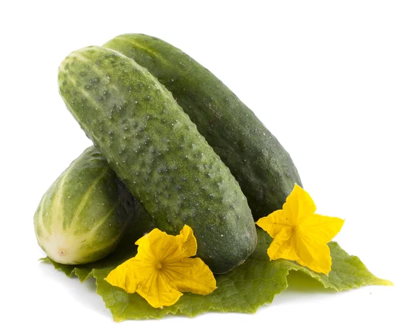 A bunch of cucumbers with yellow flowers on a white background — Stock Photo, Image