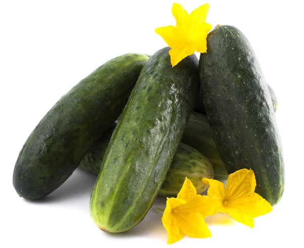 A bunch of cucumbers with yellow flowers on a white background — Stock Photo, Image